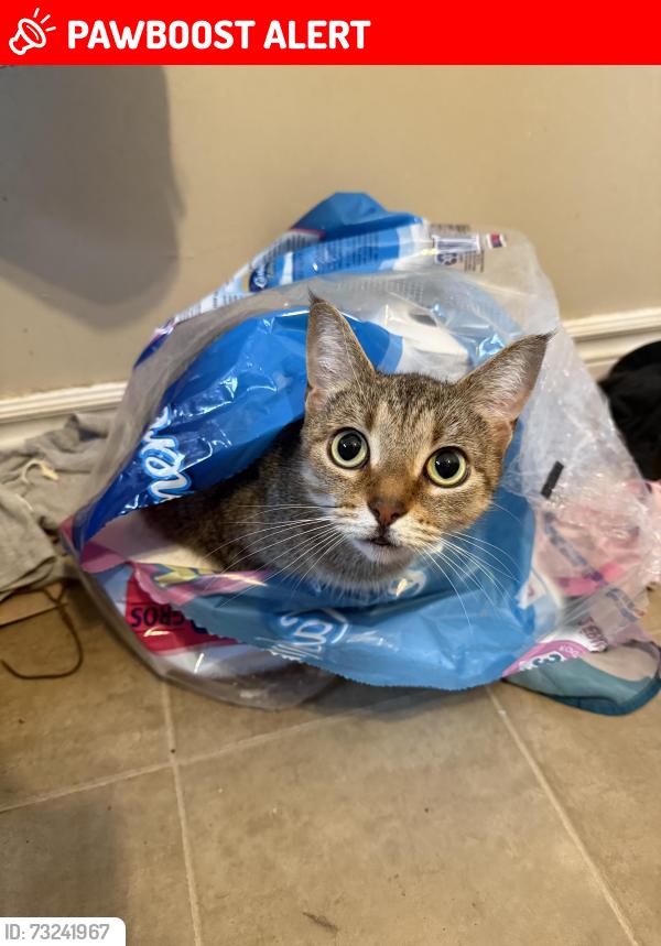 Lost Female Cat last seen Highbury cresent and hilda ave, Chatham-Kent, ON N8A 4T8