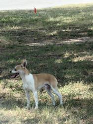 Found/Stray Male Dog last seen Roaming around in the grass field located in front of St.Joesph's Catholic Church, Bryan, TX 77803