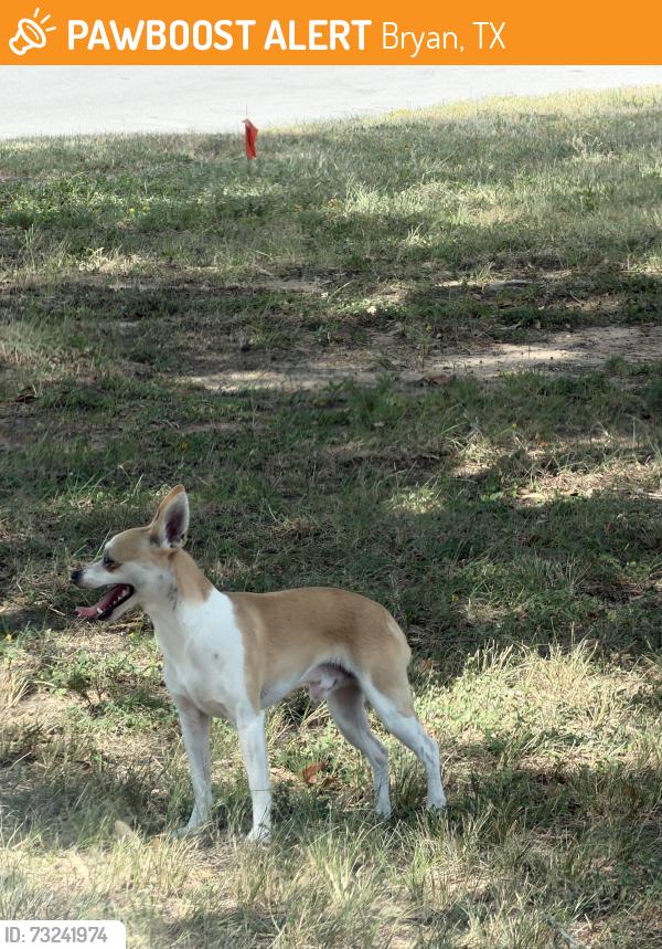 Found/Stray Male Dog last seen Roaming around in the grass field located in front of St.Joesph's Catholic Church, Bryan, TX 77803