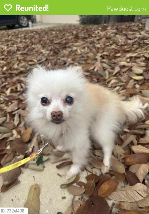 Reunited Female Dog last seen Indian Lodge, San Antonio, TX 78253