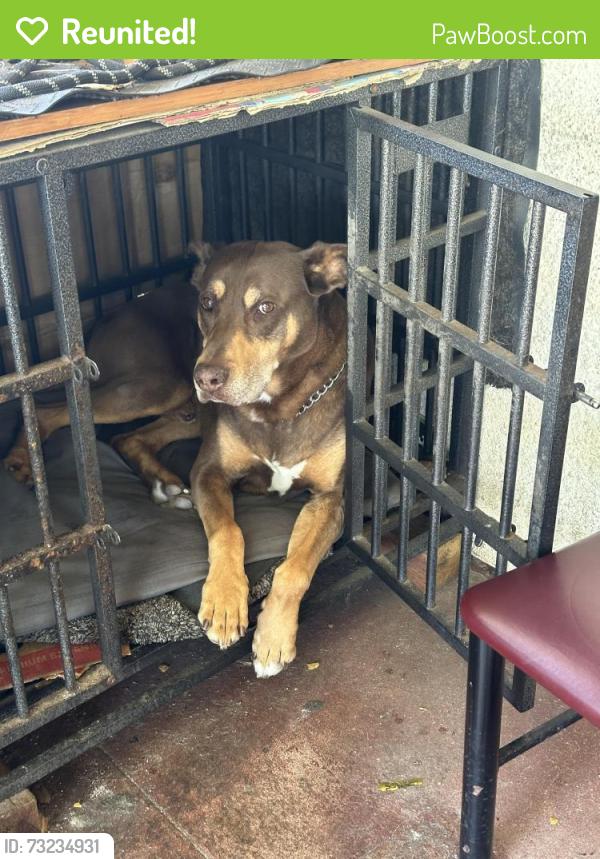 Reunited Male Dog last seen Brookdale Ave & Bartlett St, Oakland, CA 94602