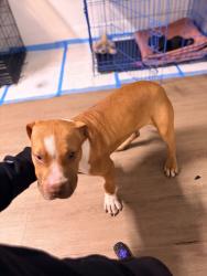 Reunited Male Dog last seen Pine, Darby, PA 19023