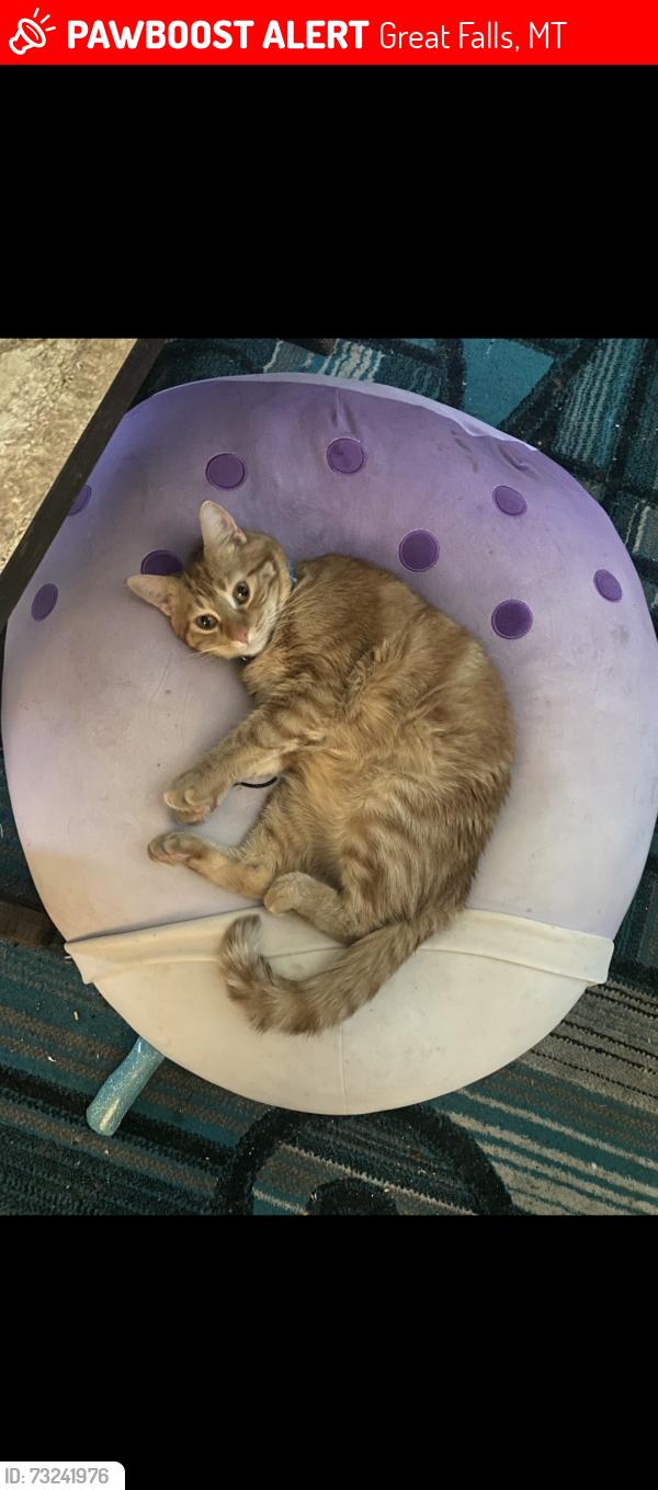 Lost Male Cat last seen Chowen spring loop, Great Falls, MT 59405