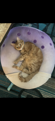 Lost Male Cat last seen Chowen spring loop, Great Falls, MT 59405