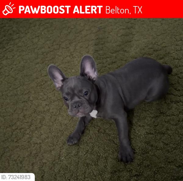 Lost Male Dog last seen Hwy 317 Belton, Belton, TX 76513