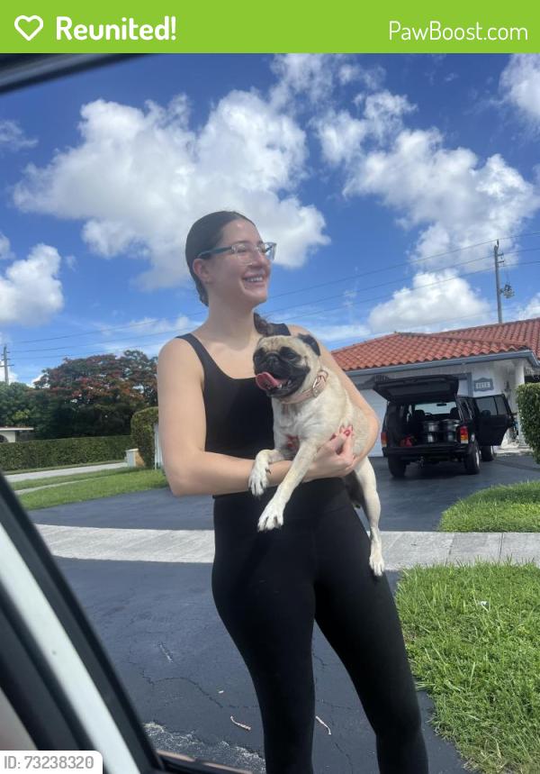 Reunited Female Dog last seen Near sw 8th st, Miami, FL 33174