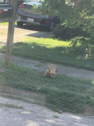 Found/Stray Female Dog last seen Lynn road and Summerland drive, Raleigh, NC 27612