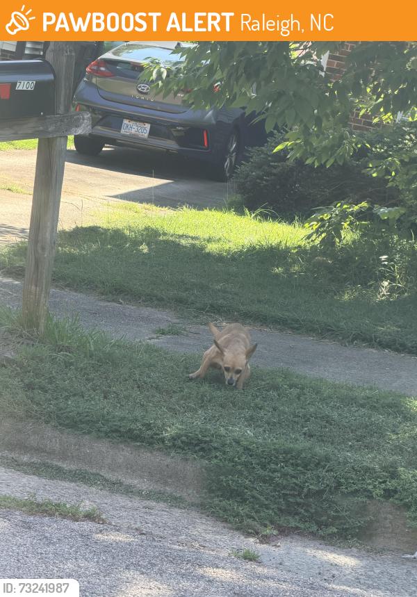 Found/Stray Female Dog last seen Lynn road and Summerland drive, Raleigh, NC 27612