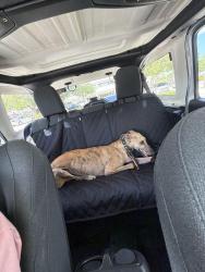 Found/Stray Female Dog last seen Bird road, Miami, FL 33155