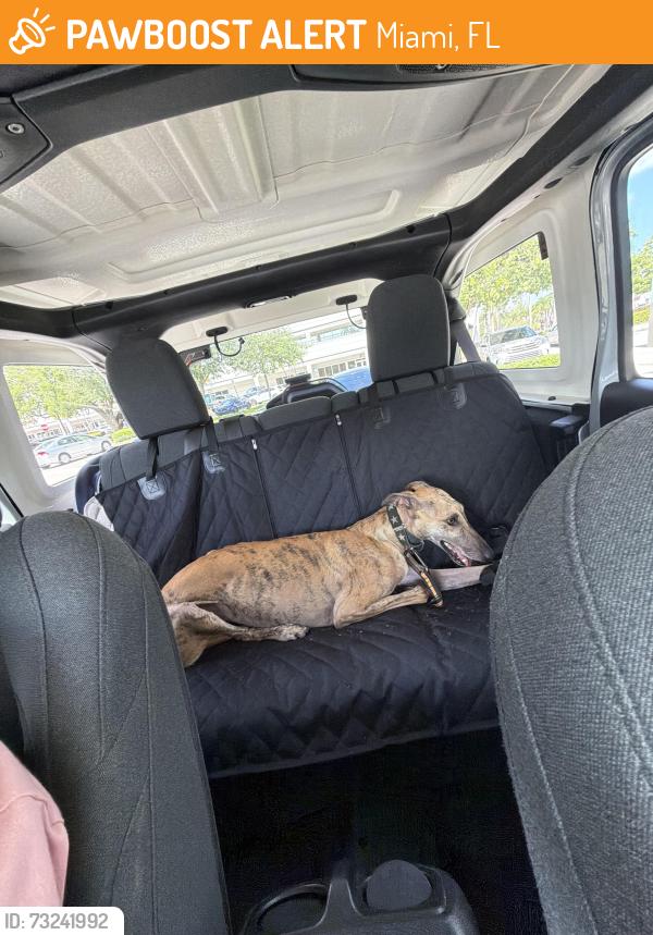 Found/Stray Female Dog last seen Bird road, Miami, FL 33155