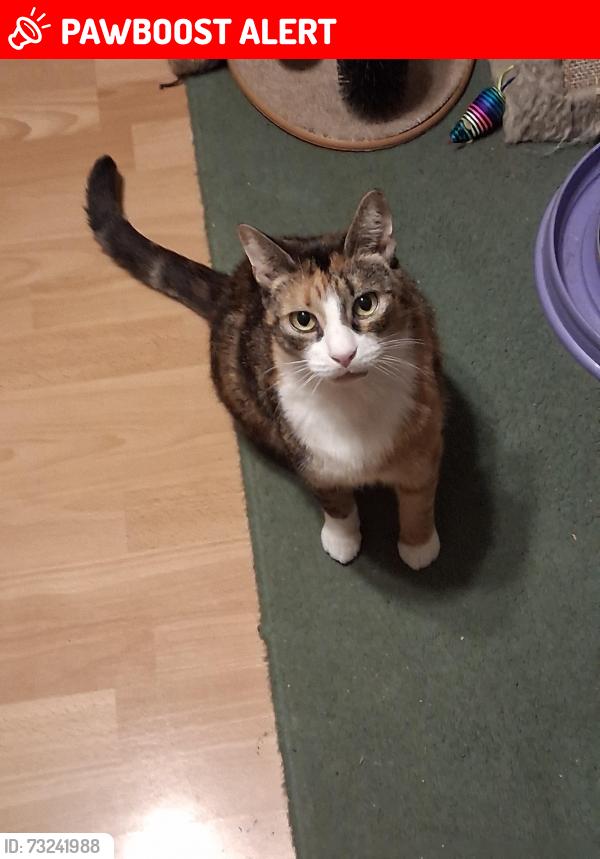Lost Female Cat last seen Elliot Close, Totton, England SO40 8TH