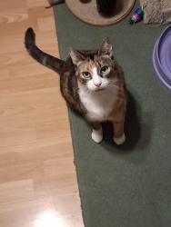 Lost Female Cat last seen Elliot Close, Totton, England SO40 8TH