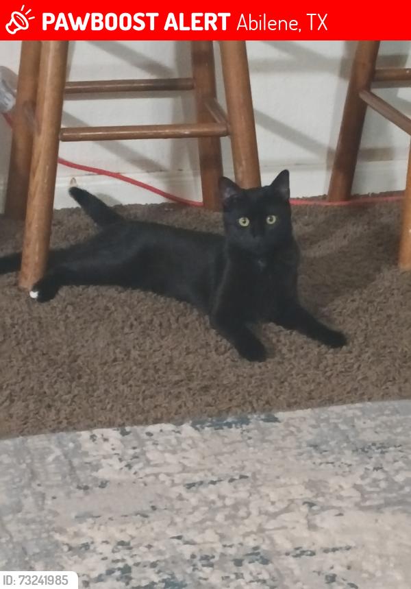 Lost Female Cat last seen Stamford & Old Anson, Abilene, TX 79603