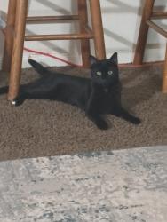 Lost Female Cat last seen Stamford & Old Anson, Abilene, TX 79603