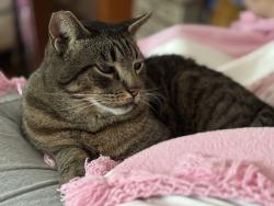 Reunited Male Cat last seen St. James and Wright Road, South Gate, CA 90280