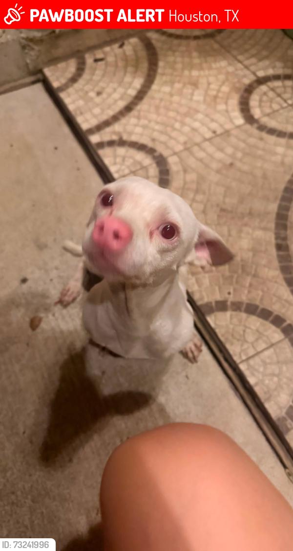 Lost Male Dog last seen Almeda, Houston, TX 77075