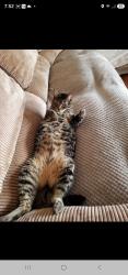 Reunited Male Cat last seen Remington hills, San Diego, CA 92154