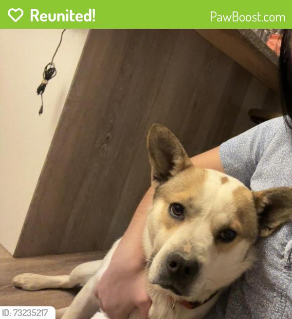 Reunited Male Dog last seen Rd 19 NW, Lakeview, WA 98851