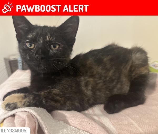 Lost Male Cat last seen Harlow road, West Yorkshire, England 
