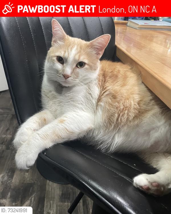 Lost Male Cat last seen Wellington and southdale, London, ON N6C 3A9