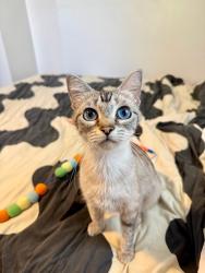 Reunited Female Cat last seen Angelus Ave & Reservoir St, Los Angeles, CA 90026