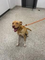 Shelter Stray Male Dog last seen W Seventh Ave, Gastonia, NC, 1491 Business Park Ct, Gastonia, NC 28052, USA