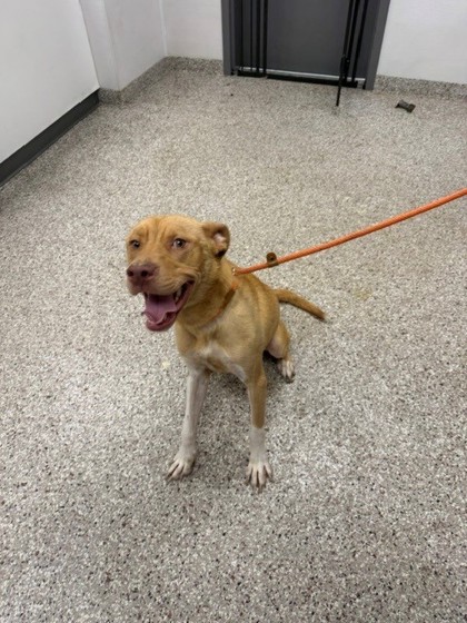 Shelter Stray Male Dog last seen W Seventh Ave, Gastonia, NC, 1491 Business Park Ct, Gastonia, NC 28052, USA