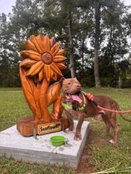 Shelter Stray Male Dog last seen Near Hastie Dr, Berkeley County, SC, 2455 Remount Rd, North Charleston, SC 29406, USA