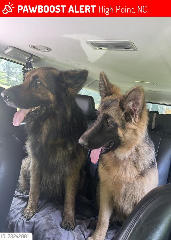 Lost Female Dog last seen Burton ave, High Point, NC 27262