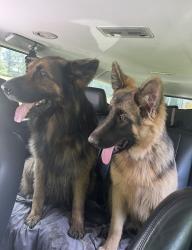 Lost Female Dog last seen Burton ave, High Point, NC 27262