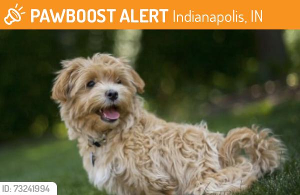 Found/Stray Male Dog last seen South Meridian and Thompson heading south through yards on East Roberts Rd, Indianapolis, IN 46227