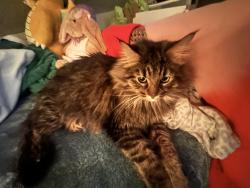 Lost Male Cat last seen Near E Nebraska ave, Saint Paul, MN 55119