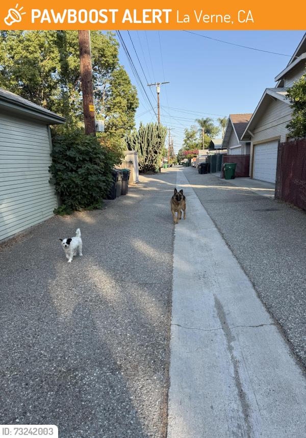 Found/Stray Unknown Dog last seen Near Third St. La Verne, CA, La Verne, CA 91750