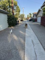 Found/Stray Unknown Dog last seen Near Third St. La Verne, CA, La Verne, CA 91750