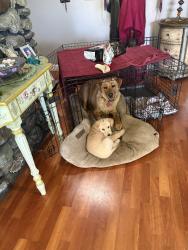 Lost Female Dog last seen Salmon Ave, McKinleyville, CA 95519