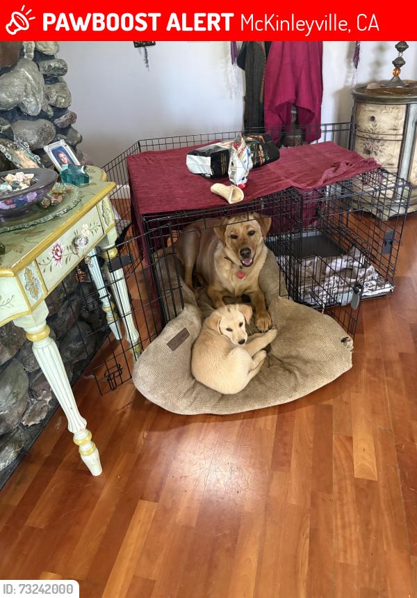 Lost Female Dog last seen Salmon Ave, McKinleyville, CA 95519