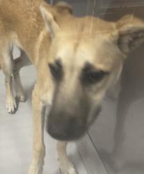 Reunited Female Dog last seen Near N Plano Rd, Richardson, TX 75081, USA, Richardson, TX 75081
