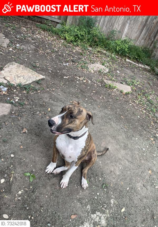 Lost Female Dog last seen Timber Lodge street, San Antonio, TX 78250