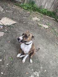 Lost Female Dog last seen Timber Lodge street, San Antonio, TX 78250