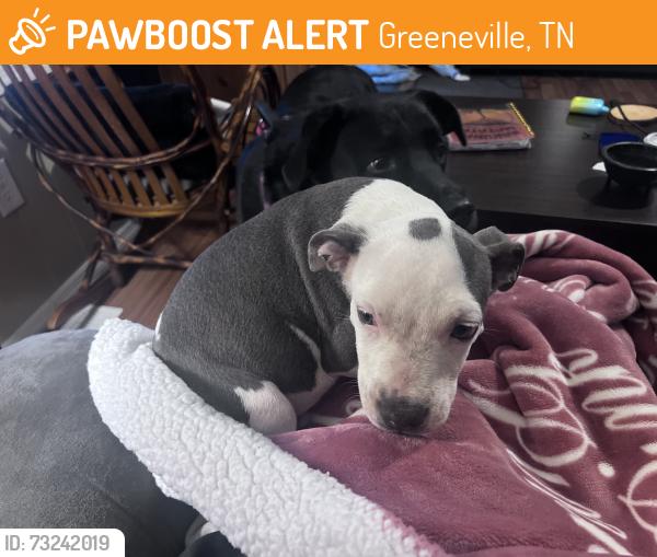 Found/Stray Male Dog last seen C and c mile right maintenance, Greeneville, TN 37743