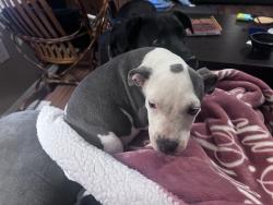Found/Stray Male Dog last seen C and c mile right maintenance, Greeneville, TN 37743