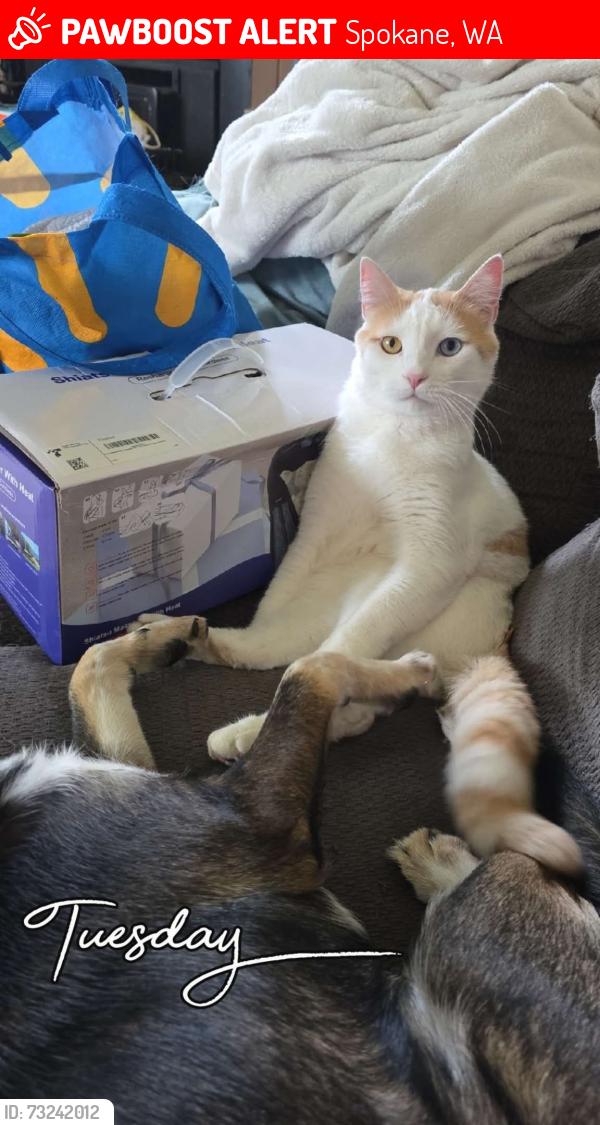 Lost Male Cat last seen Gordon ave, C St, D St, glass ave. audabon downriver area, Spokane, WA 99205