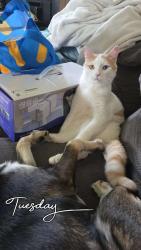 Lost Male Cat last seen Gordon ave, C St, D St, glass ave. audabon downriver area, Spokane, WA 99205