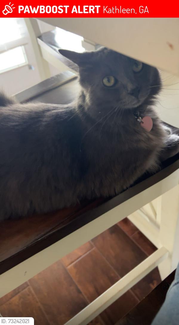 Lost Male Cat last seen Near the house loaction, Kathleen, GA 31047