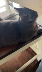 Lost Male Cat last seen Near the house loaction, Kathleen, GA 31047