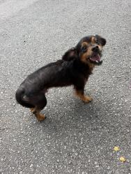 Found/Stray Male Dog last seen Duffosat/Prytania, New Orleans, LA 70115