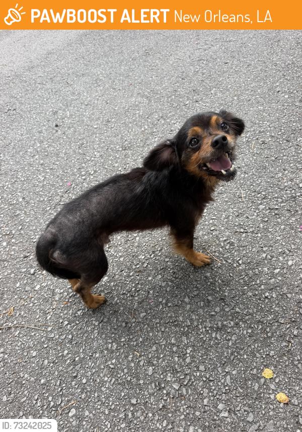Found/Stray Male Dog last seen Duffosat/Prytania, New Orleans, LA 70115