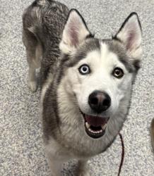Shelter Stray Female Dog last seen Near Holman Way, Golden, CO, 80401, 580 McIntyre St, Golden, CO 80401, USA