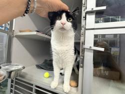 Shelter Stray Male Cat last seen Apt 2G,1717 Bryant Avenue, BRONX, NY, 10460, 326 E 110th St, New York, NY 10029, USA