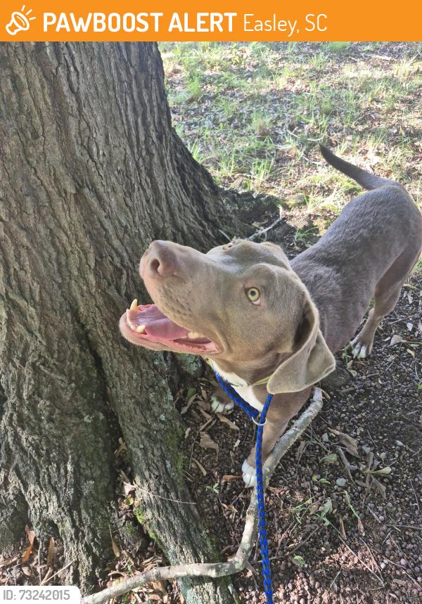 Found/Stray Female Dog last seen Near w 2nd ave easley, sc 29640, Easley, SC 29640